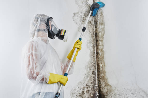 Best Commercial Mold Removal  in Conesus Lake, NY