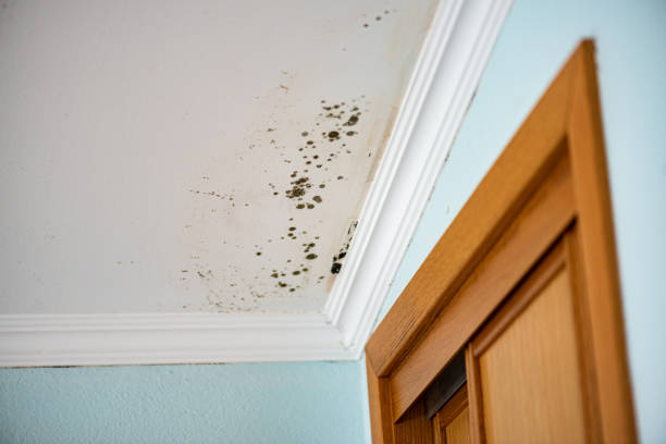 Crawl Space Mold Removal in Conesus Lake, NY