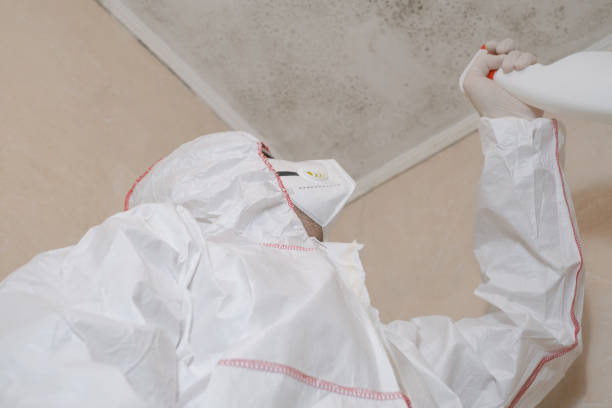 Mold Testing and Removal in Conesus Lake, NY