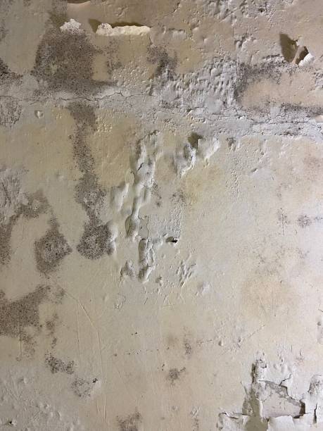 Best Crawl Space Mold Removal  in Conesus Lake, NY