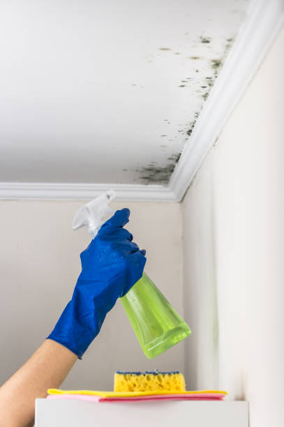 Best Office Mold Removal Services  in Conesus Lake, NY
